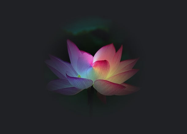 Fleur de Lotus